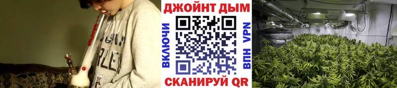Купить где  Данилов  Канабис семена 